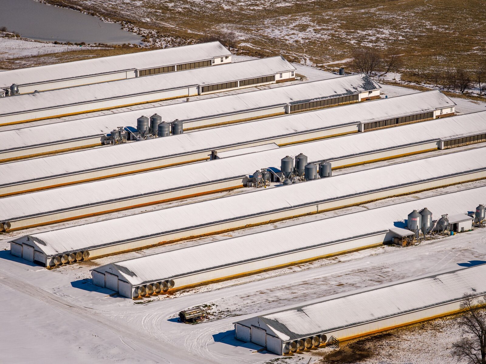 Long industrial hog confinement barns lined up beside a manure lagoon
