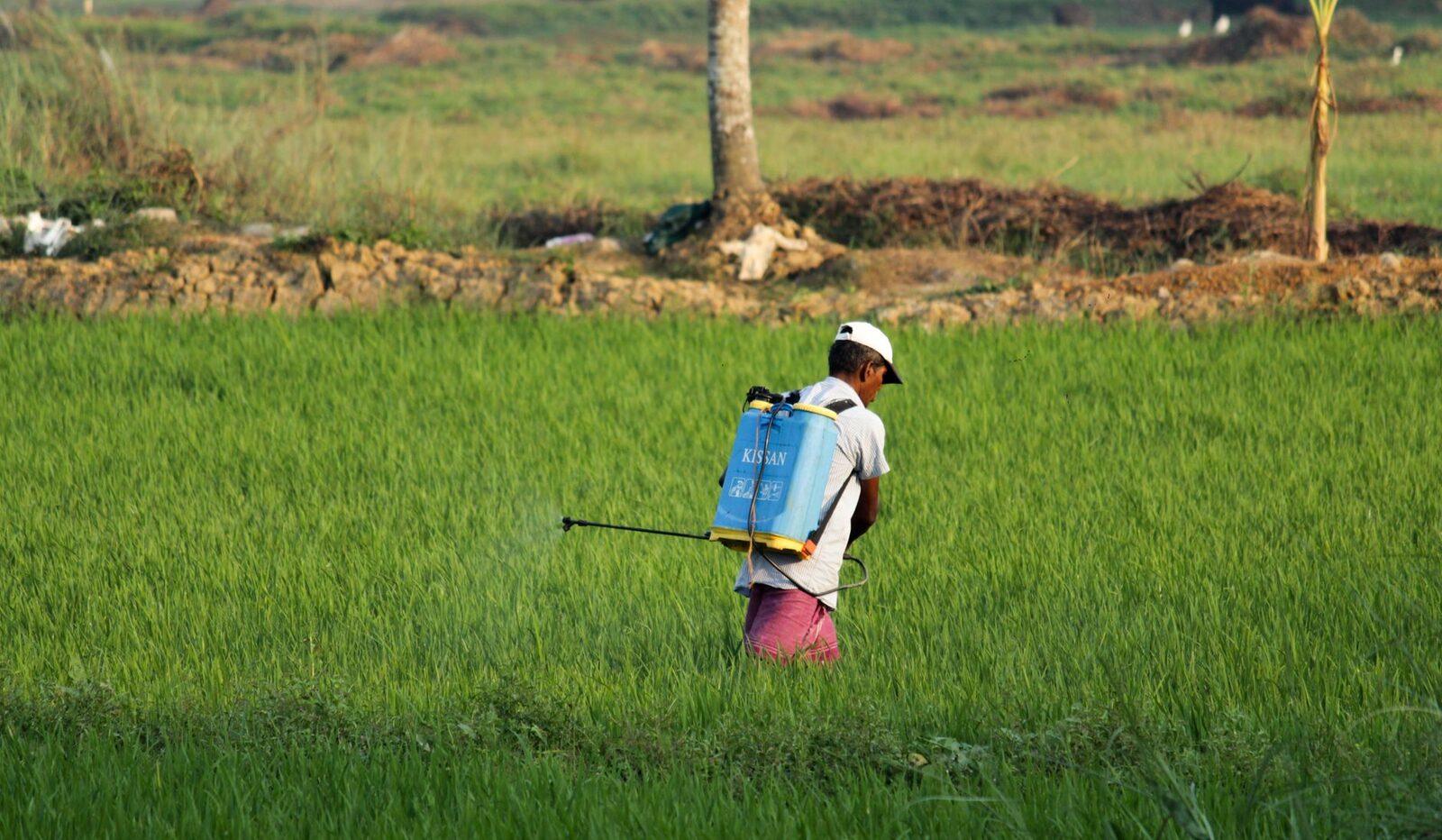 A farmworker in protective gear spraying pesticide on rows of peach trees in an orchard