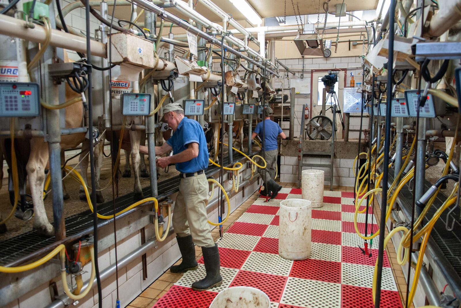 A dairy worker moves through a barn during early-morning milking at a New York farm