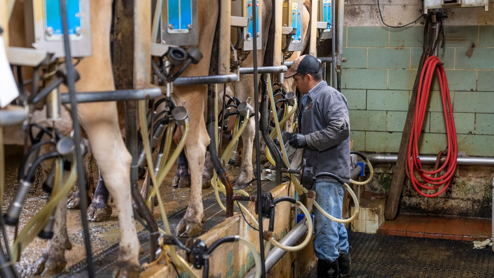 Dairy farm workers in a milking facility