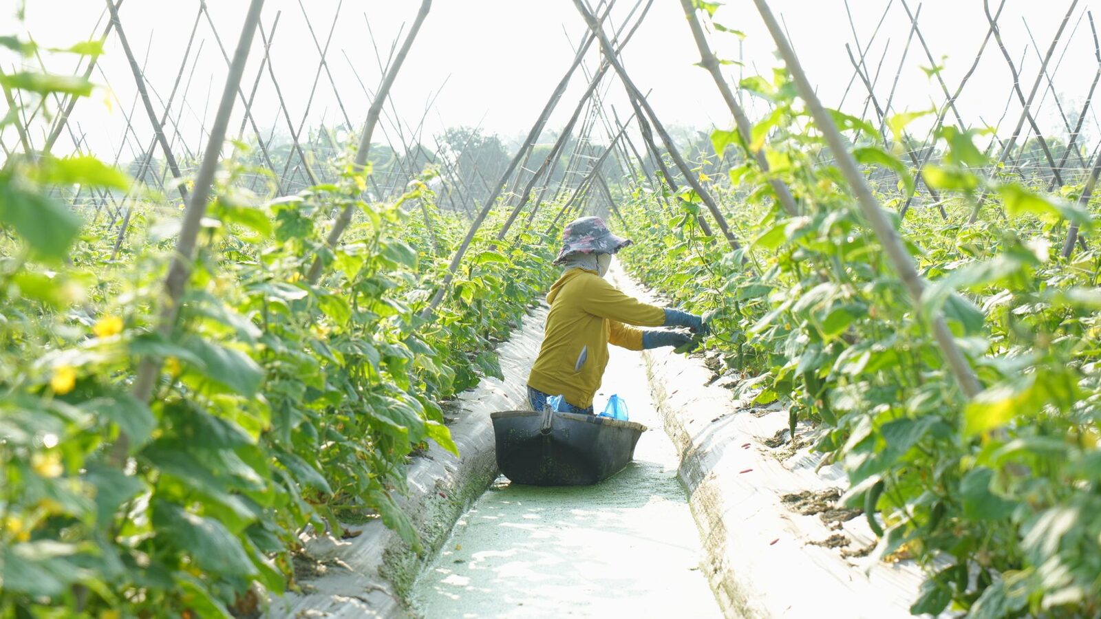 Agricultural workers in a field during harvest season