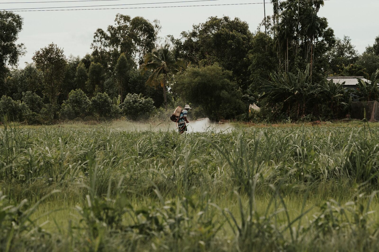 Aerial view of a farmer spraying crops in a field