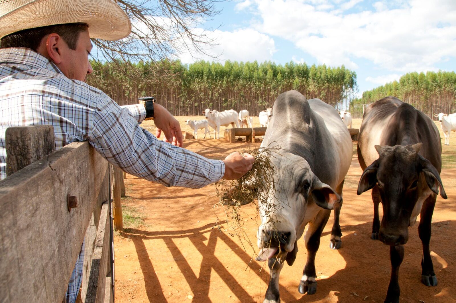 Cattle in an auction pen