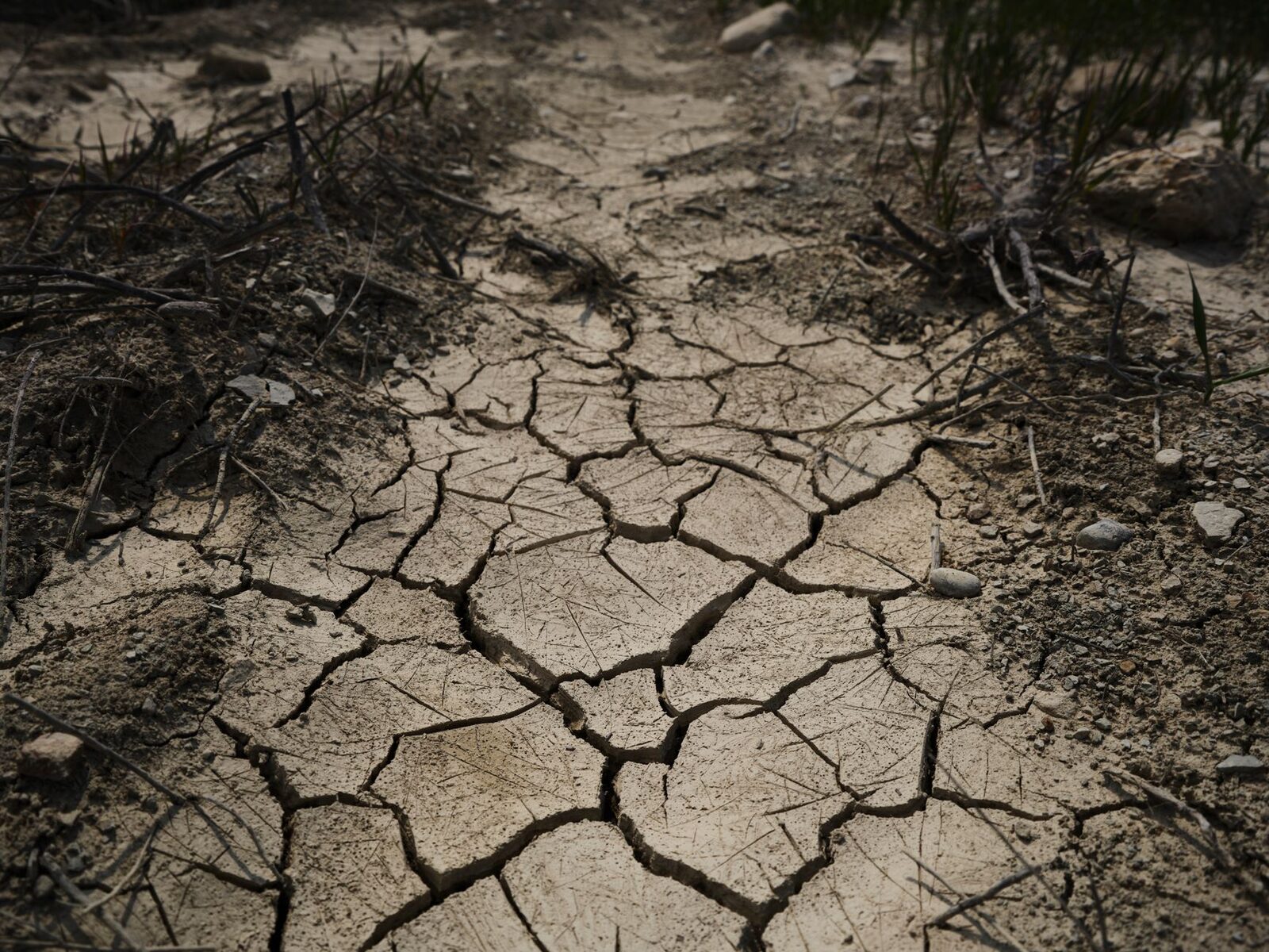 Dried farm field and withered pastureland under intense summer heat