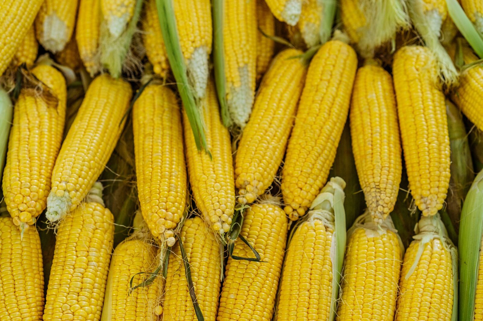 Corn plants under summer heat stress during pollination phase