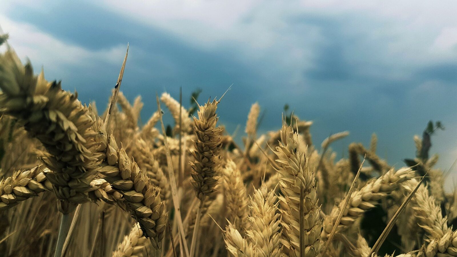 Wheat field under intense summer heat and blue sky