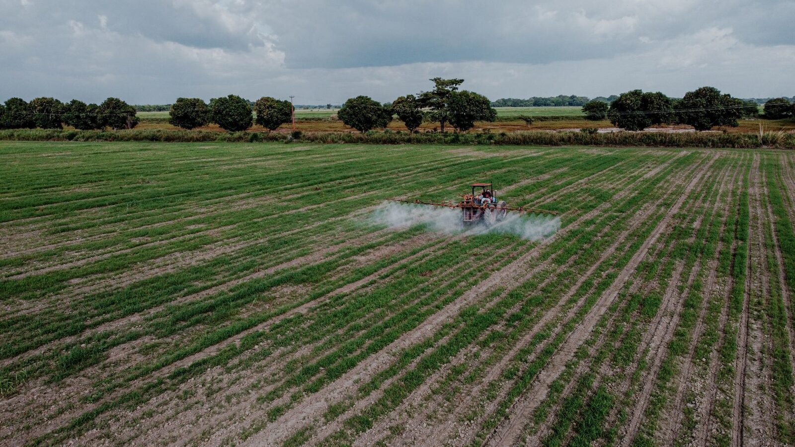 Agricultural field being sprayed with pesticides