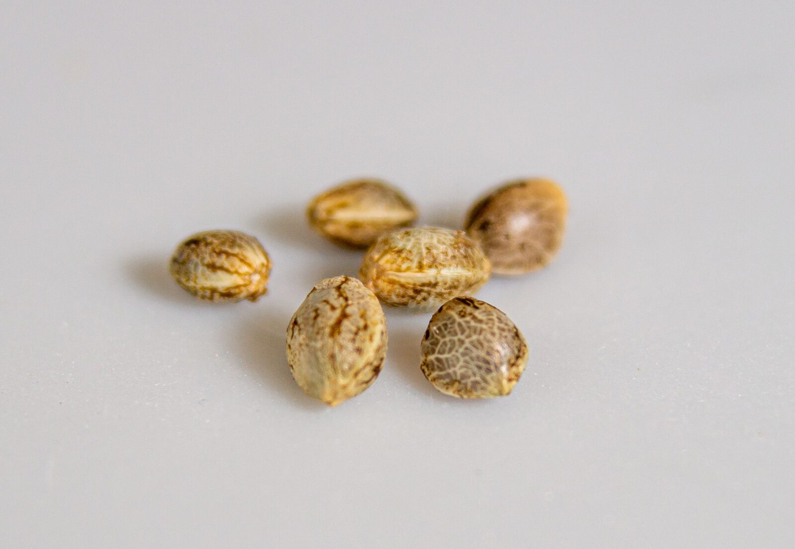 Farmer holding wheat stalks with seed head detail visible