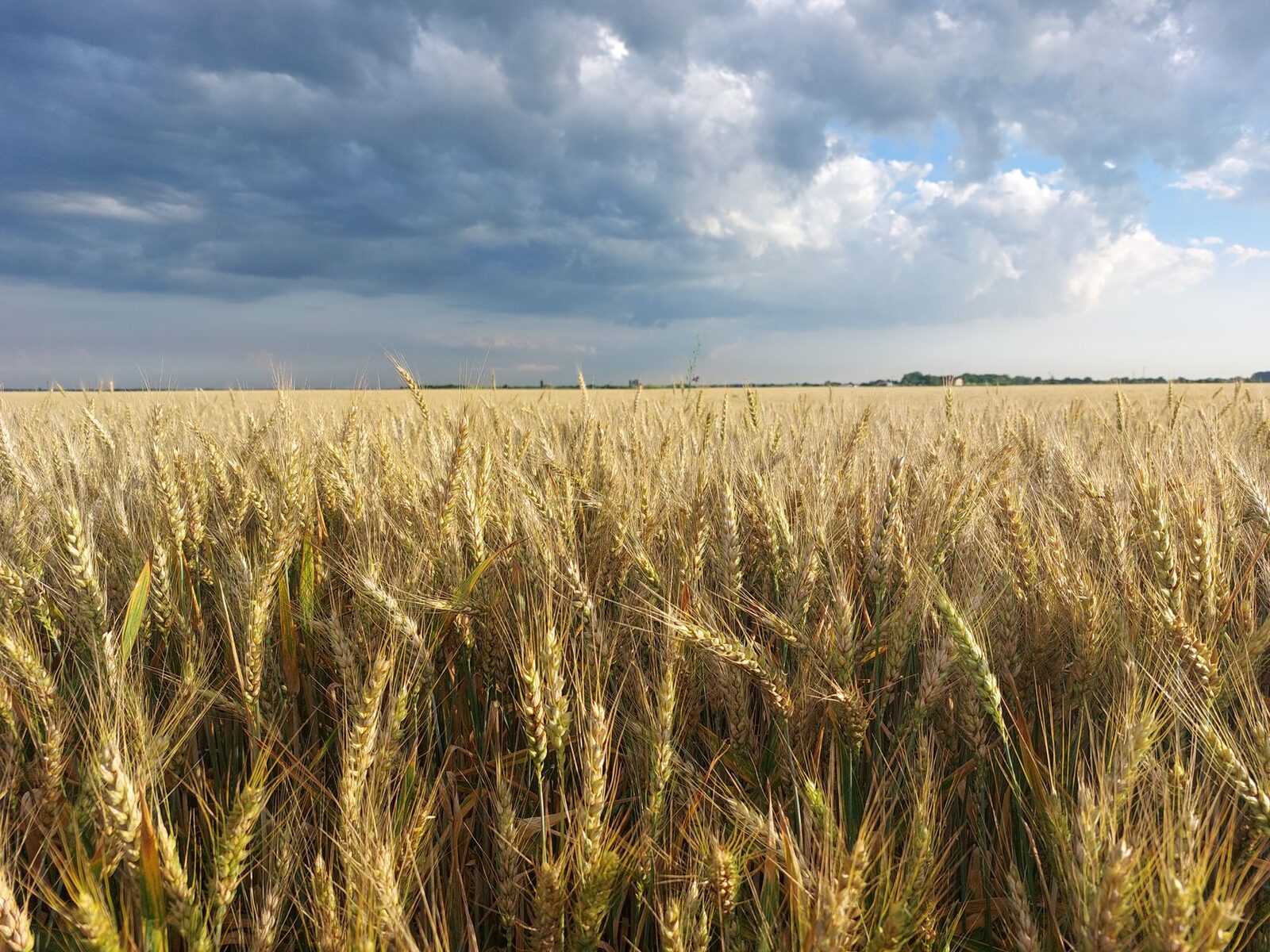 Winter wheat field under drought stress with withered crops
