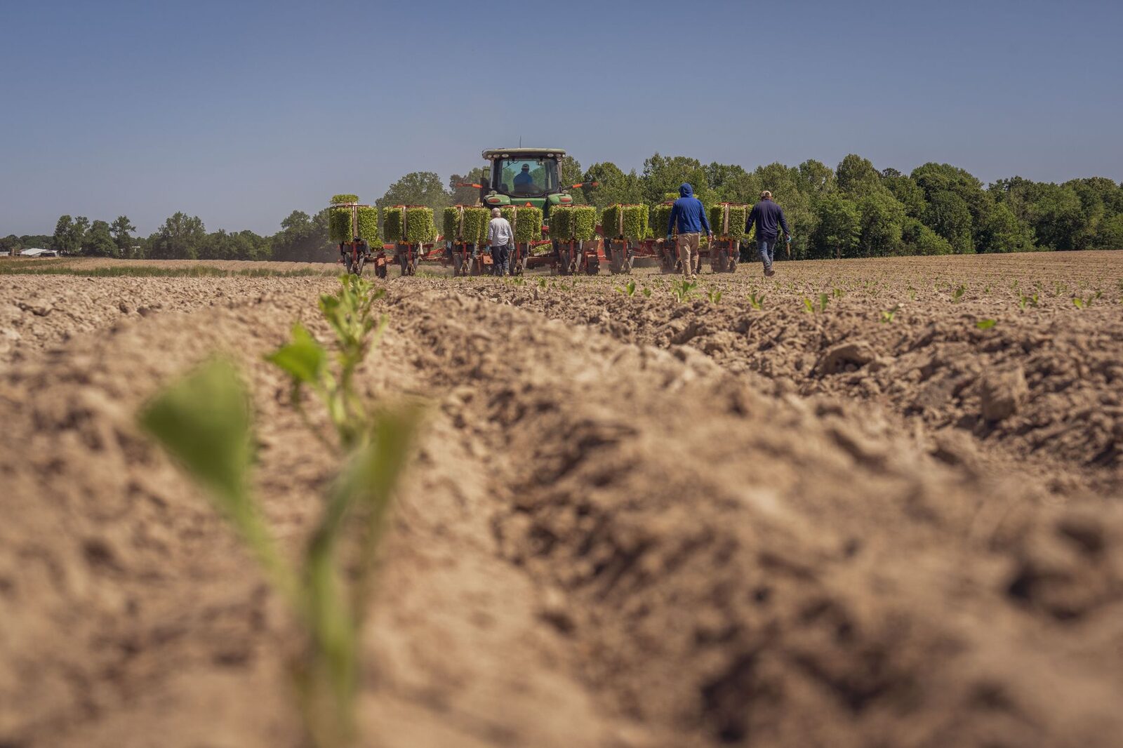 Young farmer working in a field