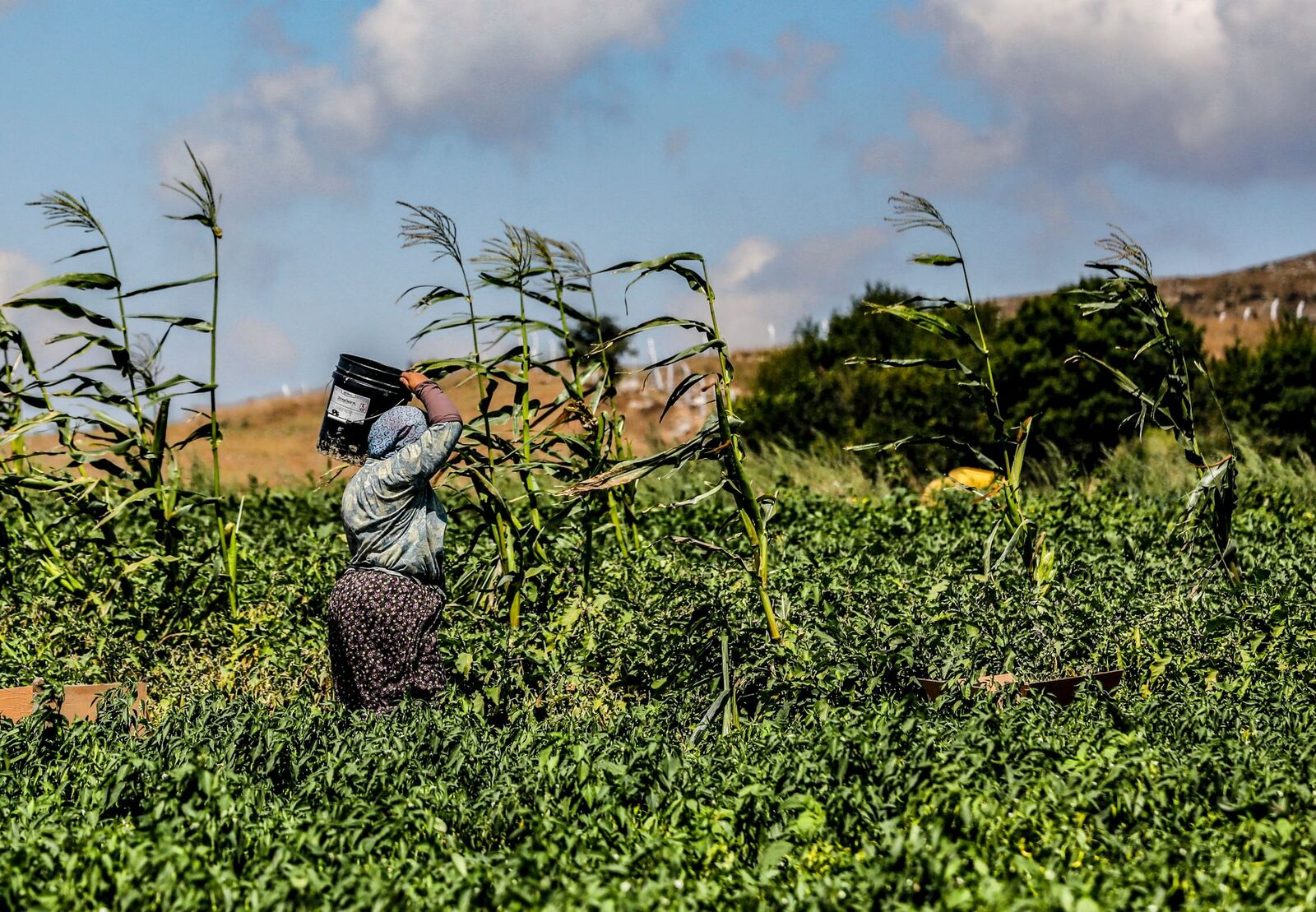 H-2A temporary agricultural workers in a field