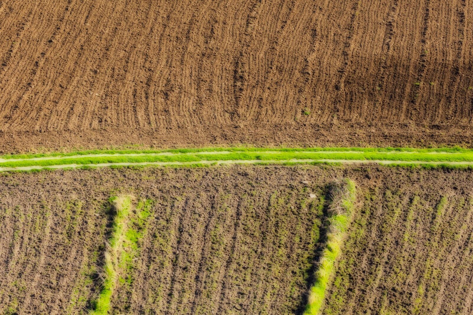Farmland transitioning to regenerative organic practices with cover crops and diverse vegetation
