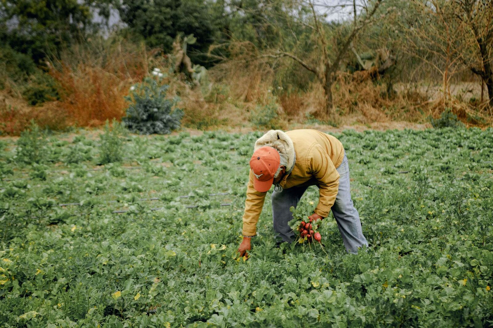 Beginning farmer working in field during early morning harvest