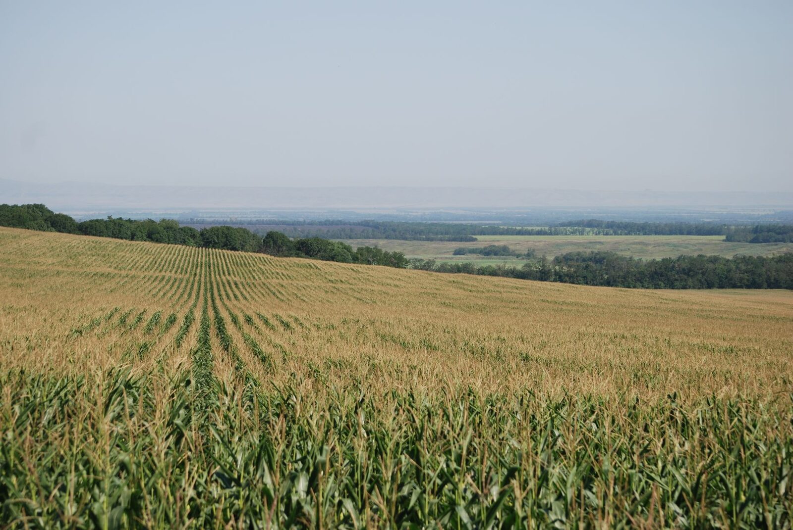 Farmer assessing soil health in regenerative field