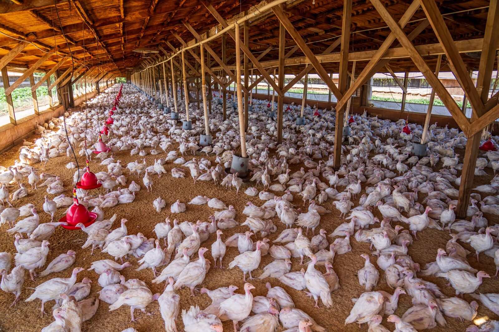 Produce being processed in a commercial facility