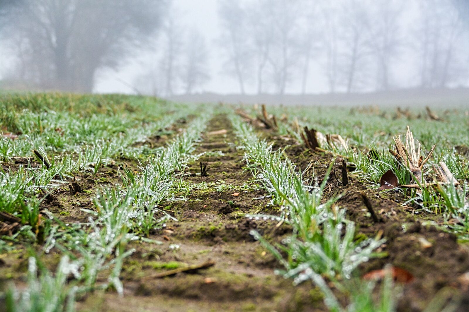 Farmland with green cover crops and sustainable practices
