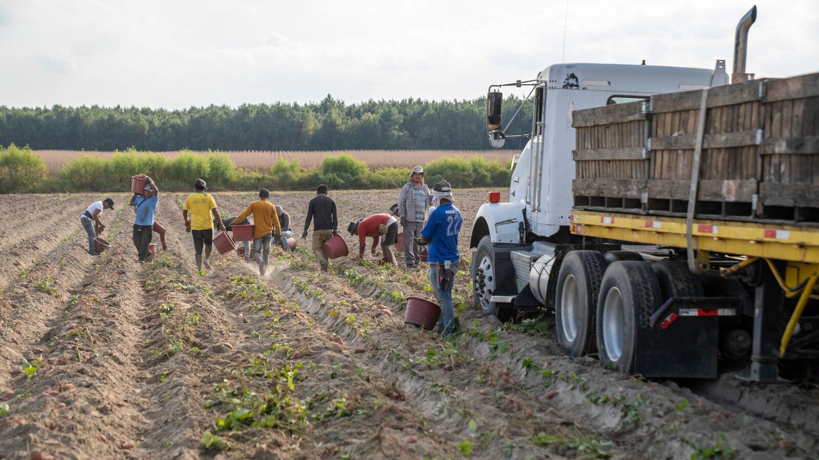 Farmworkers harvesting specialty crops in a field during harvest season