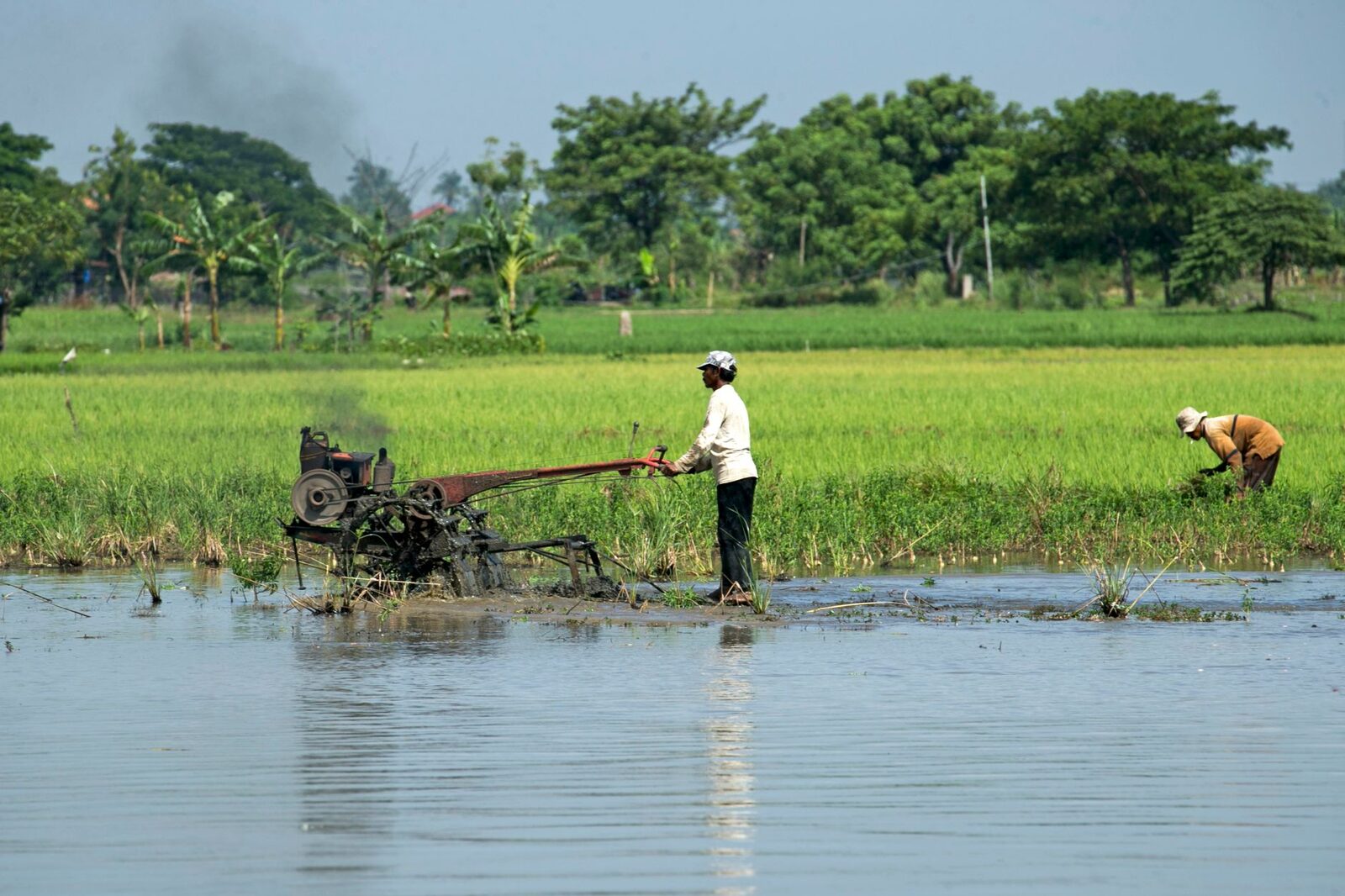 Farmer working in a field