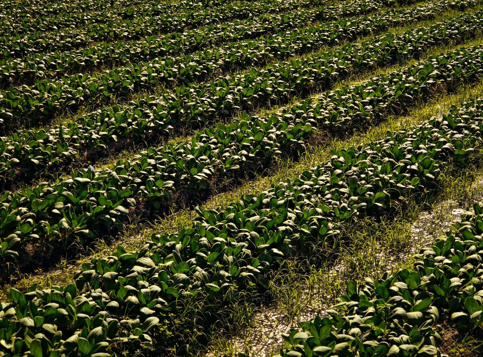 Regenerative agriculture field with crop rotation and diverse plantings