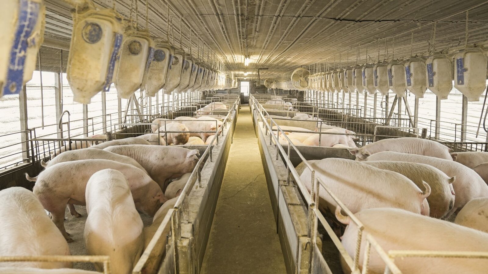 Rows of hogs in enclosed pens at a commercial pig farming operation